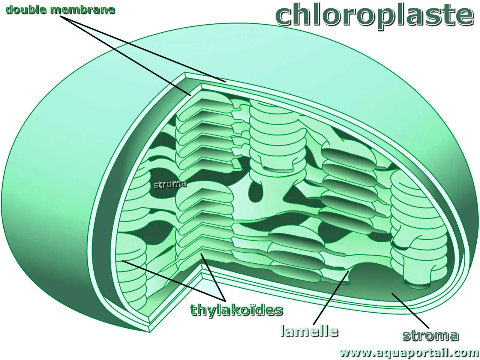 Thylakoïdes et stroma dans un chloroplaste