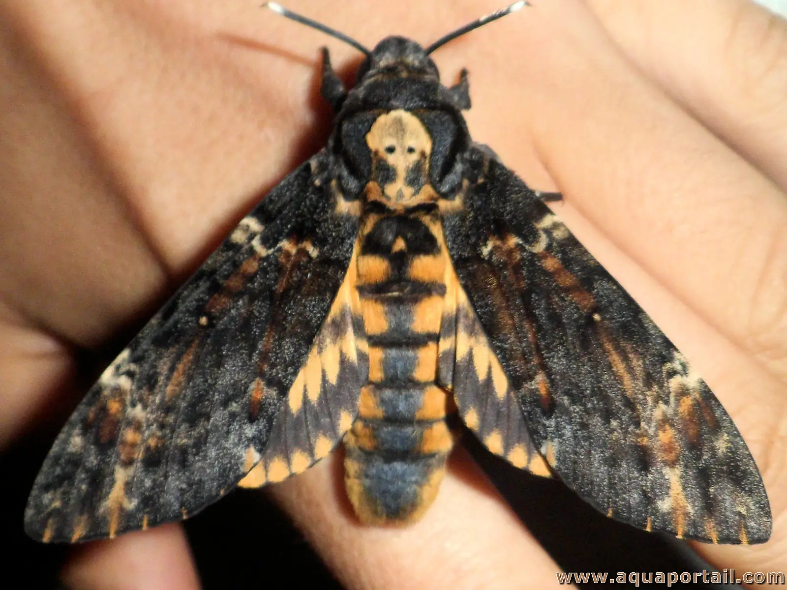 Sphinx tête de mort (Acherontia atropos)