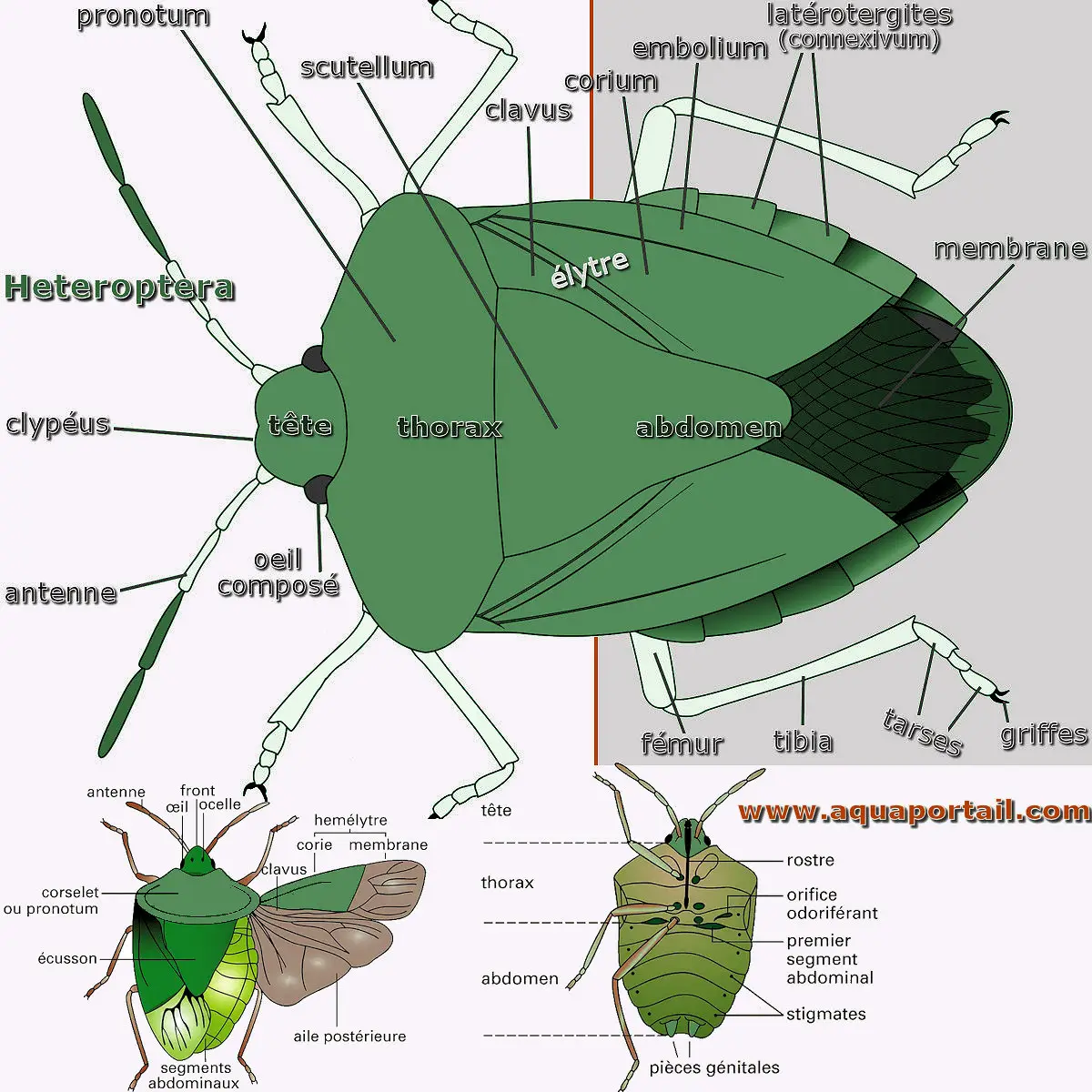 Anatomie Heteroptera (les punaises)