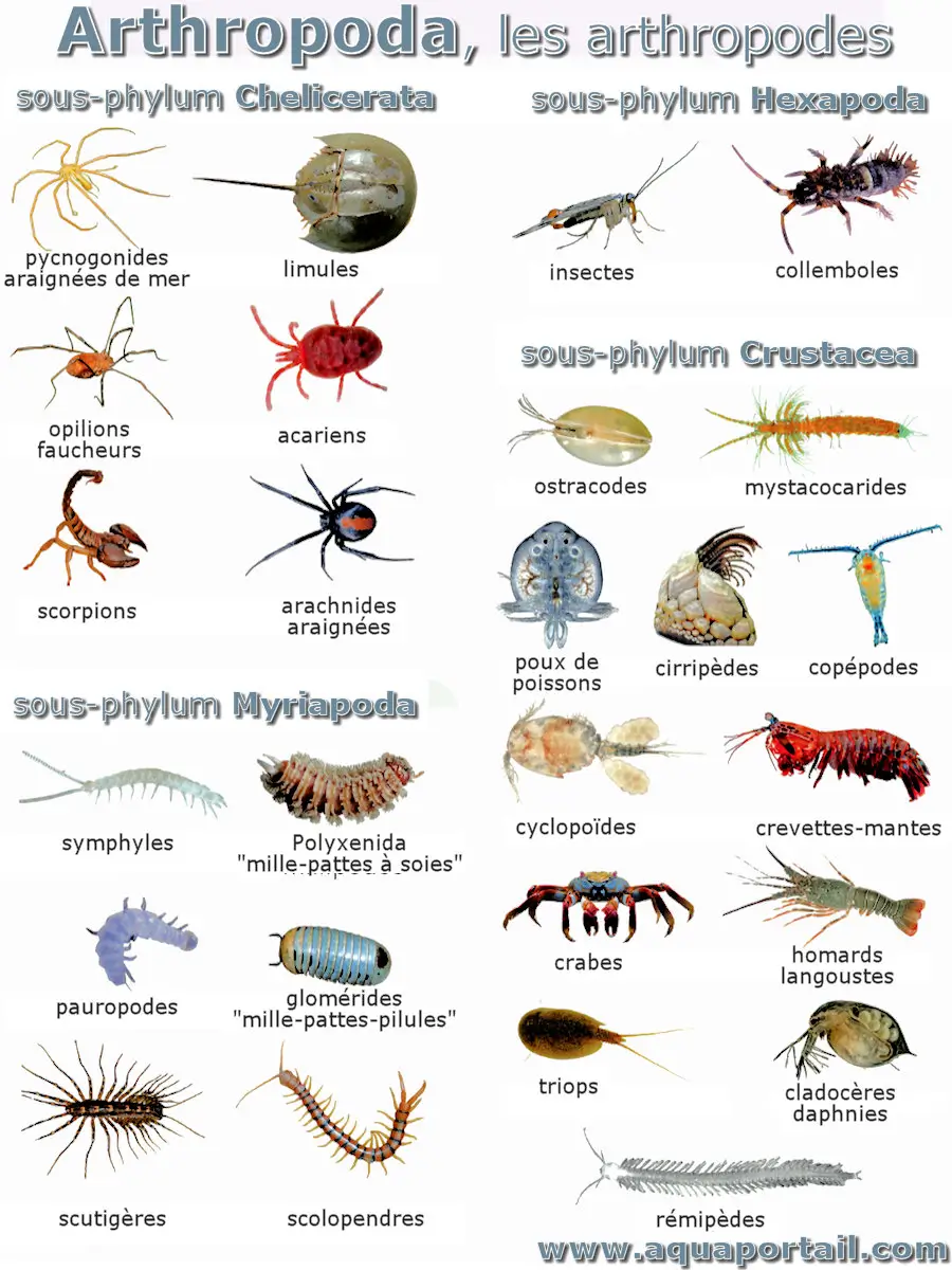 arthropode