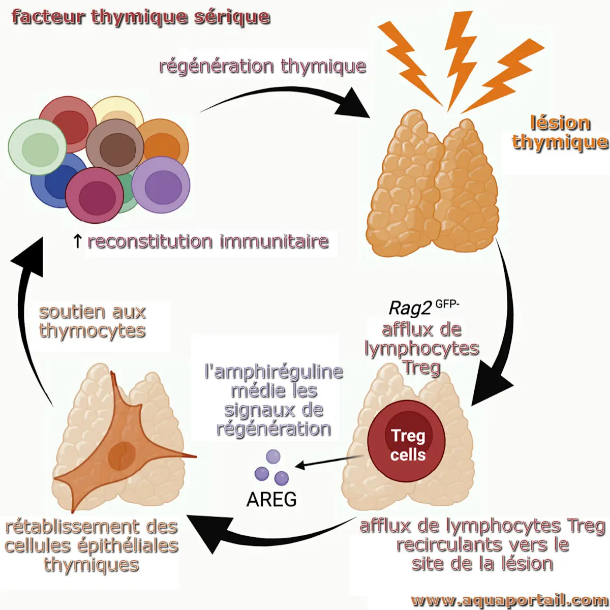 facteur thymique sérique