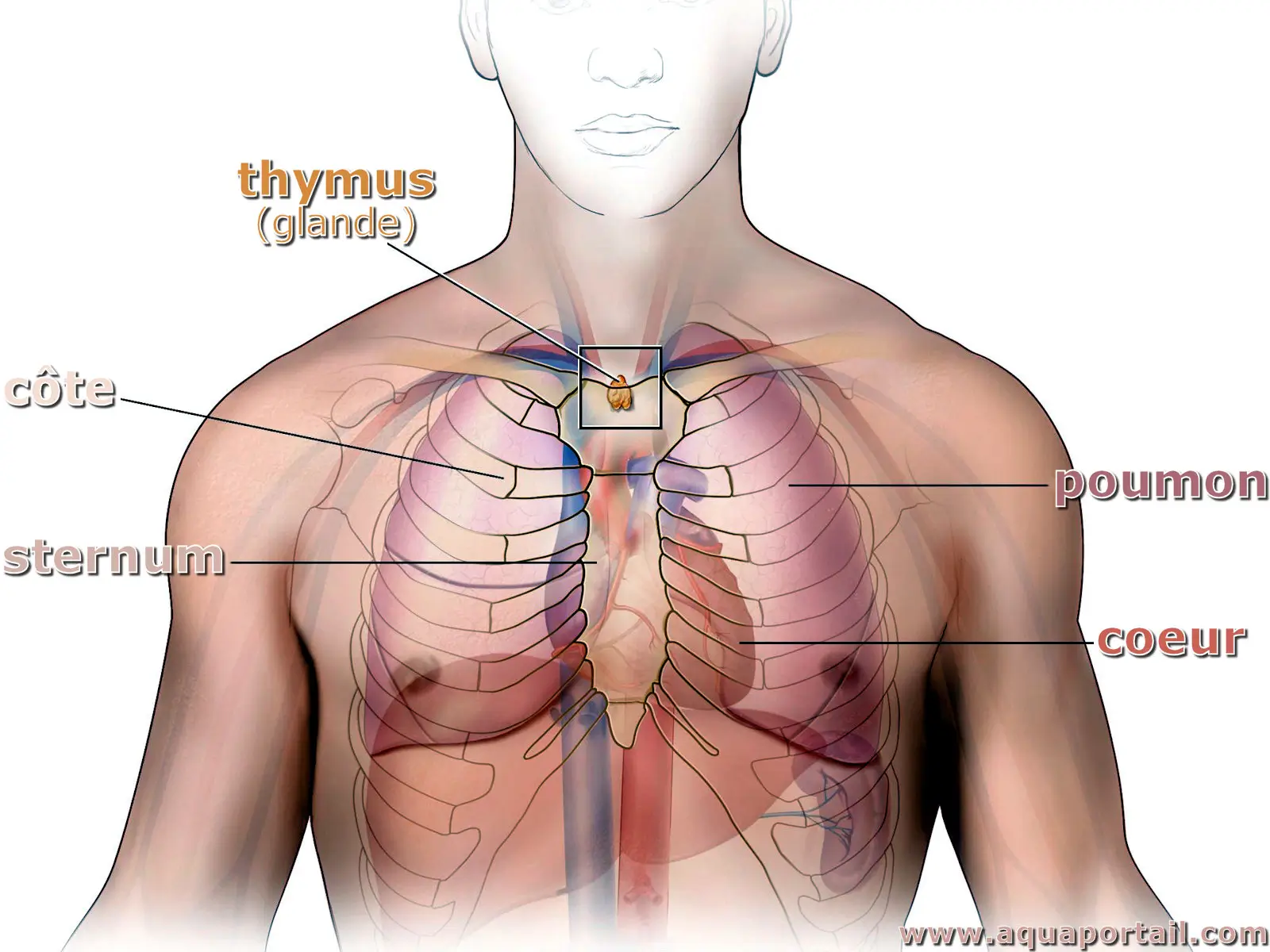 Glande thymus dans le corps humain