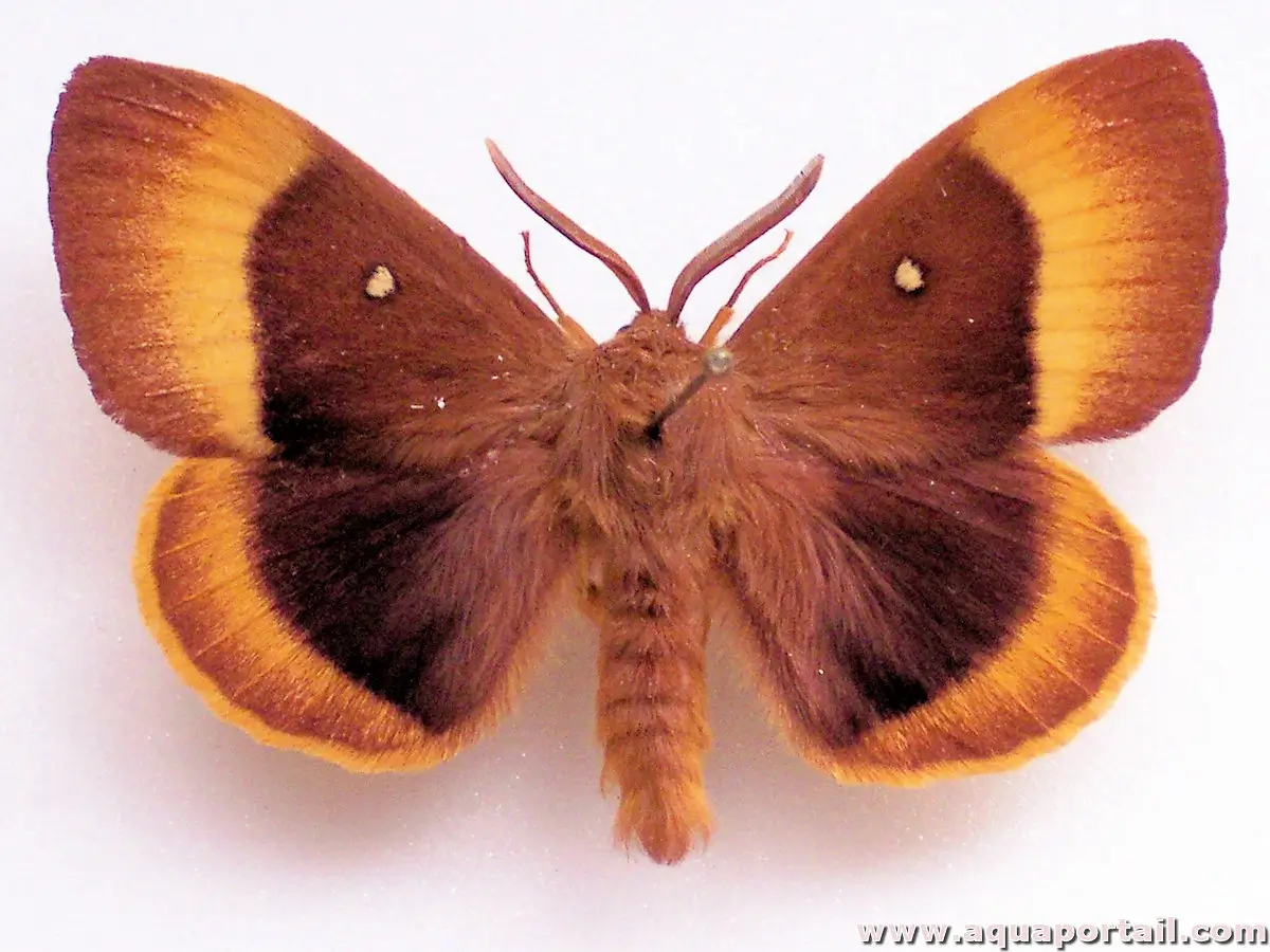 Hétérocères, papillons de nuit Heterocera