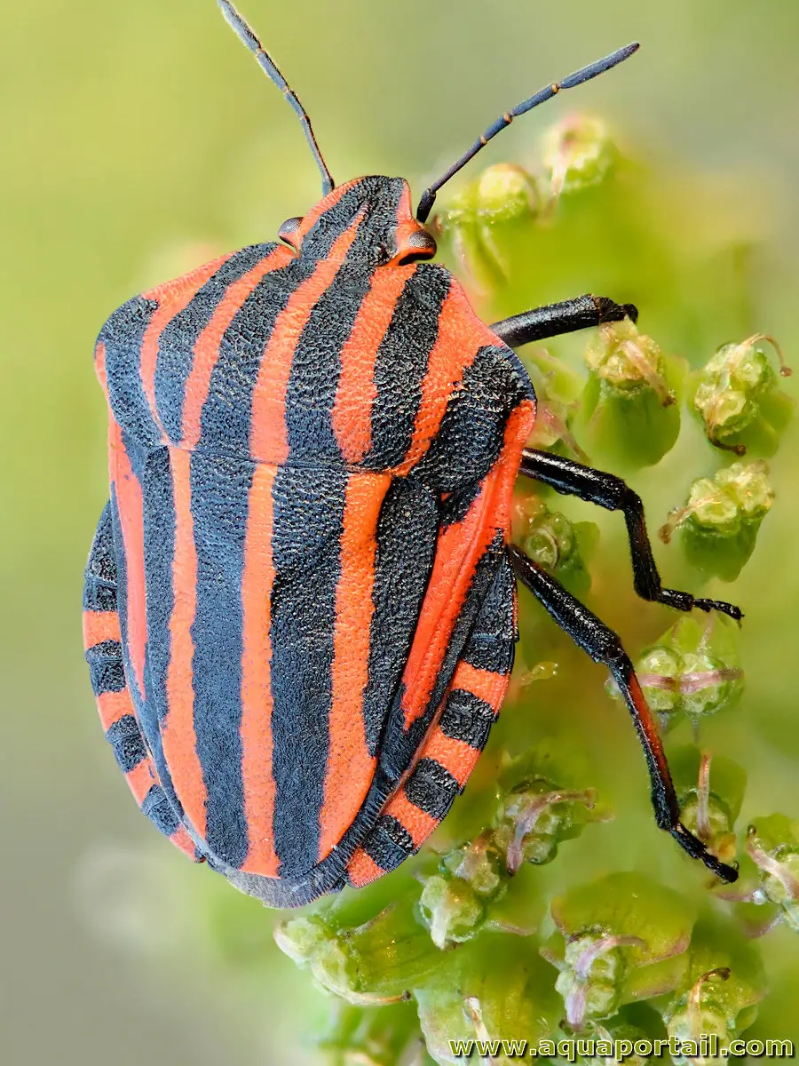Hétéroptère Graphosoma italicum