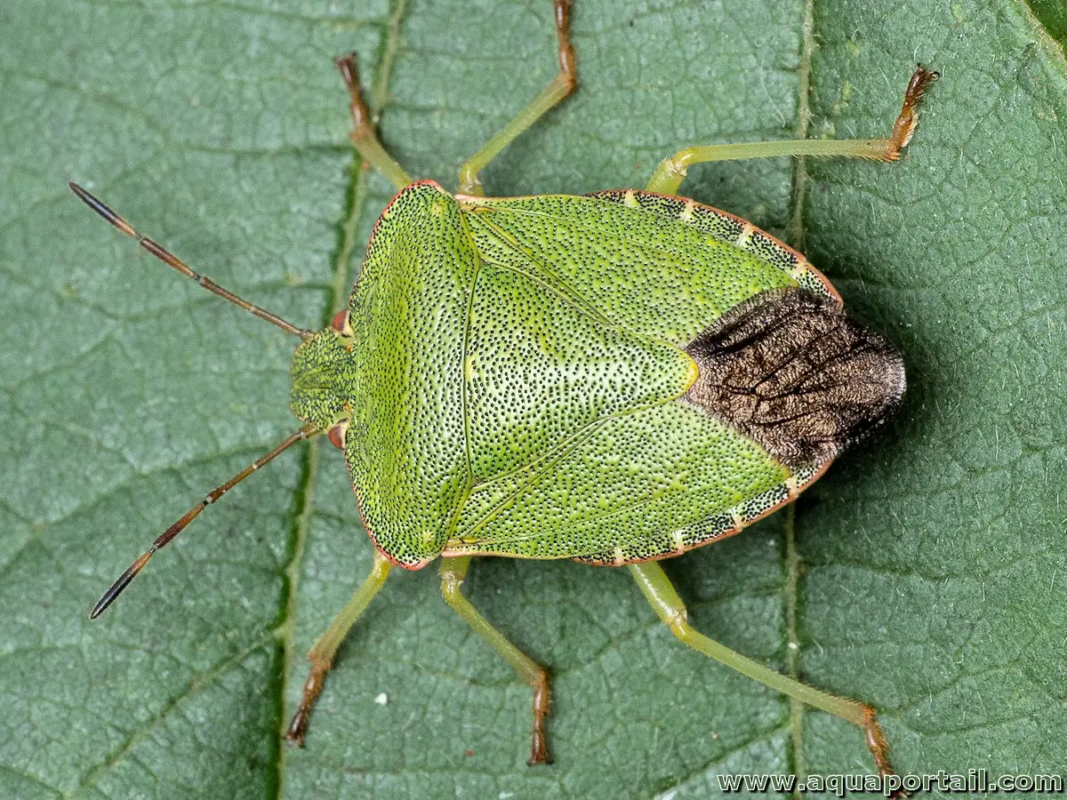 Hétéroptère, la punaise Palomena prasina