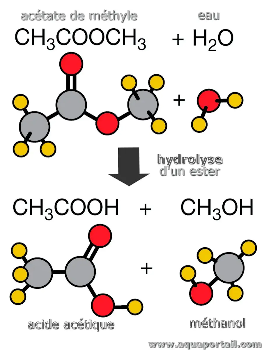 Hydrolyse d'un ester
