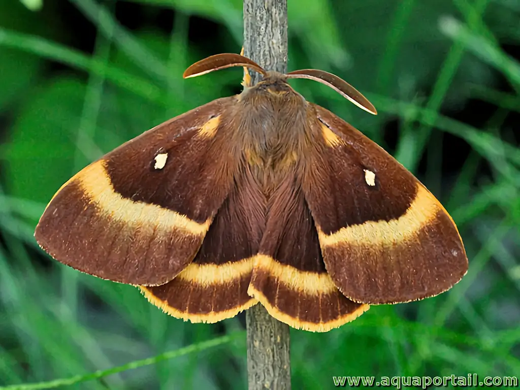 Hétérocère bombyx du chêne (Lasiocampa quercus)