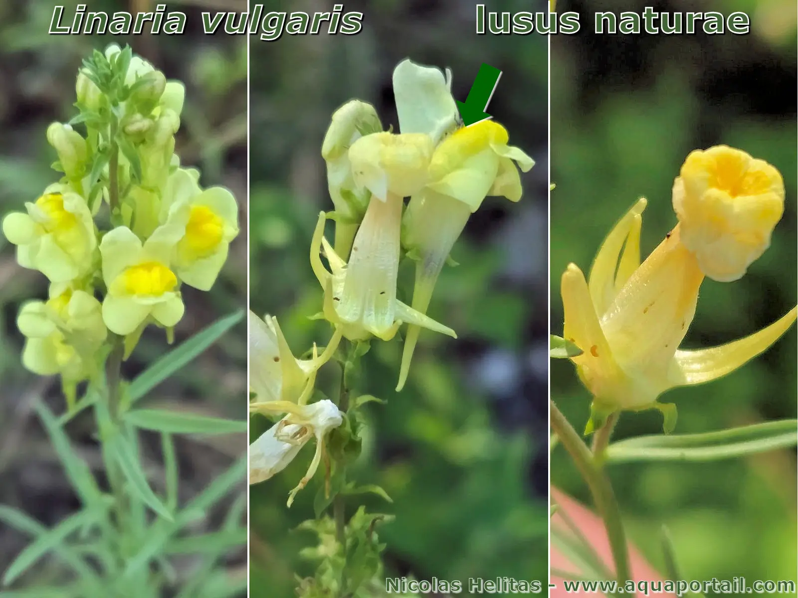 Lusus naturae