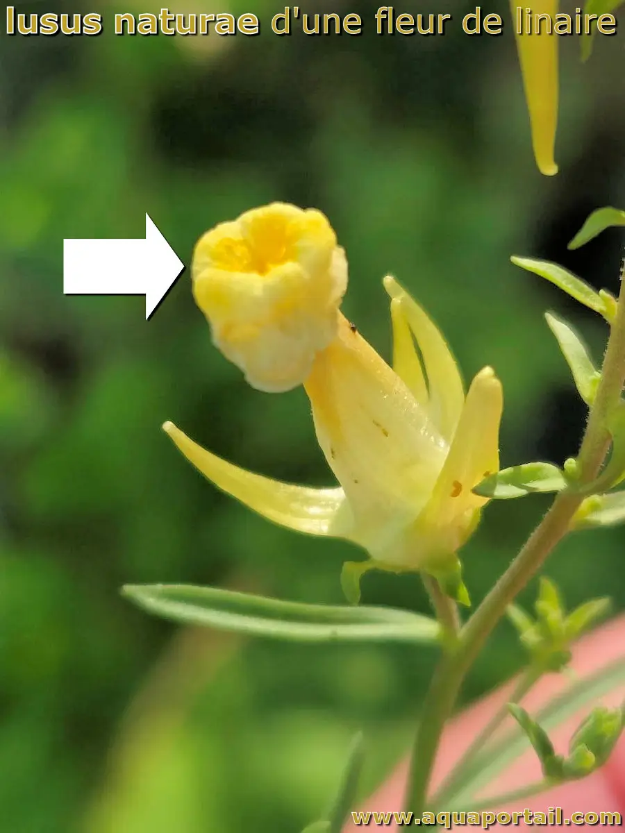 Lusus naturae d'une fleur