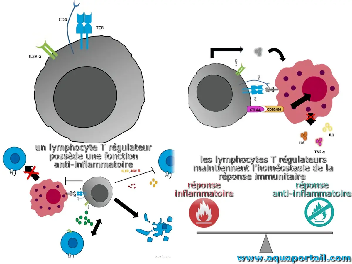 Lymphocyte T régulateur