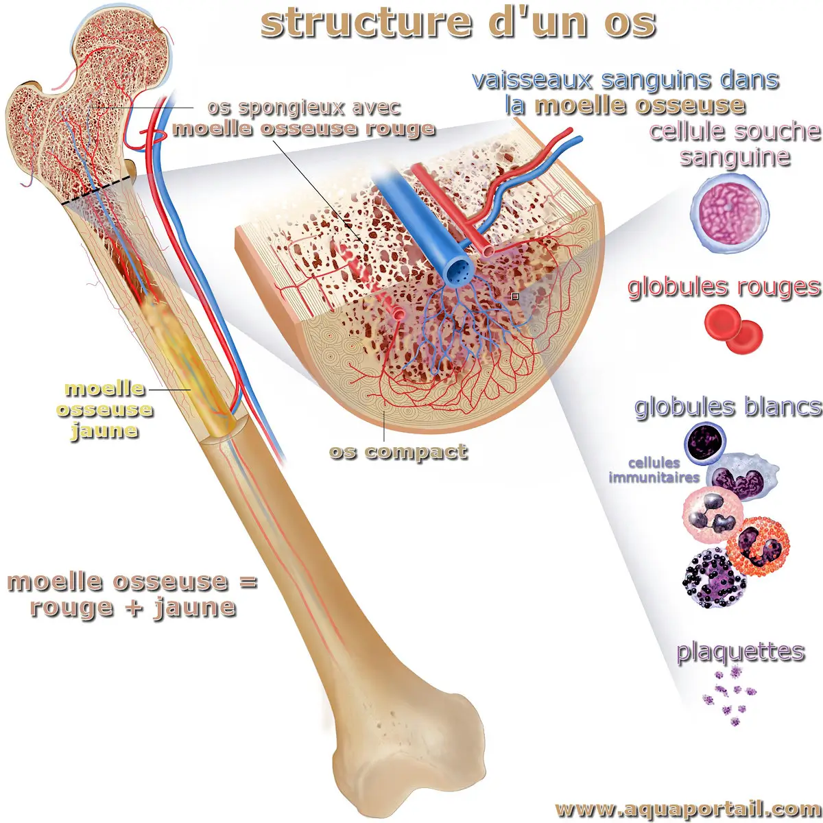 Moelle osseuse