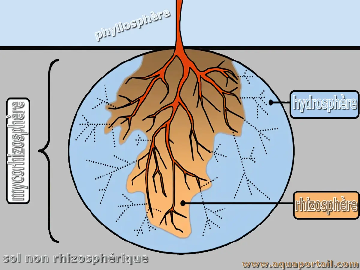 Mycorhizosphère = rhizosphère + hydrosphère