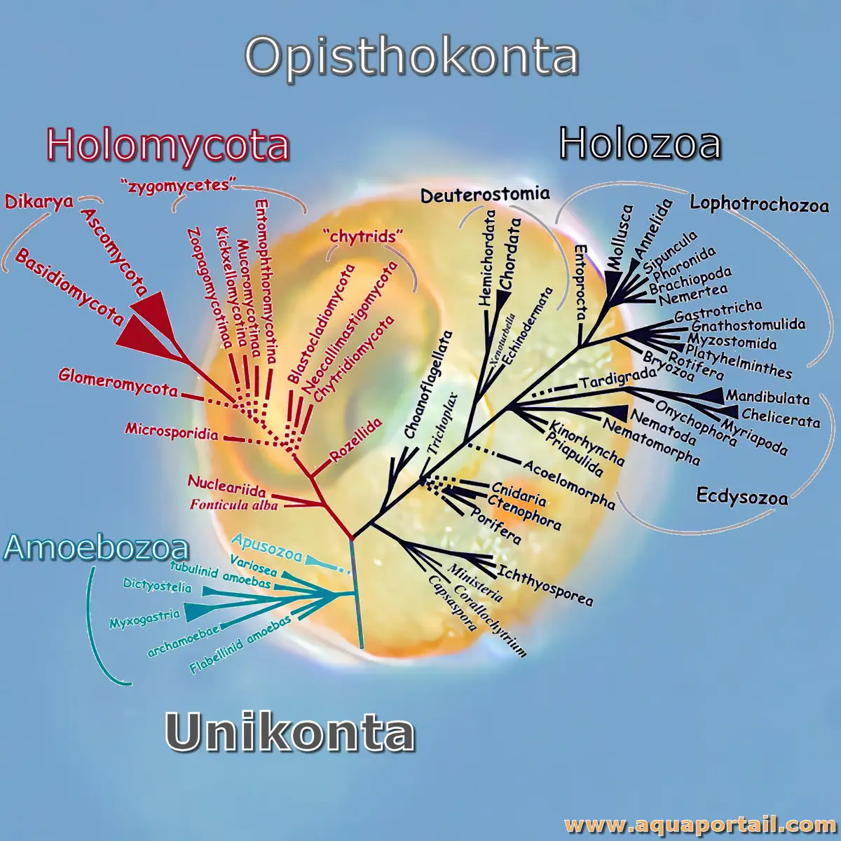 Opisthocontes