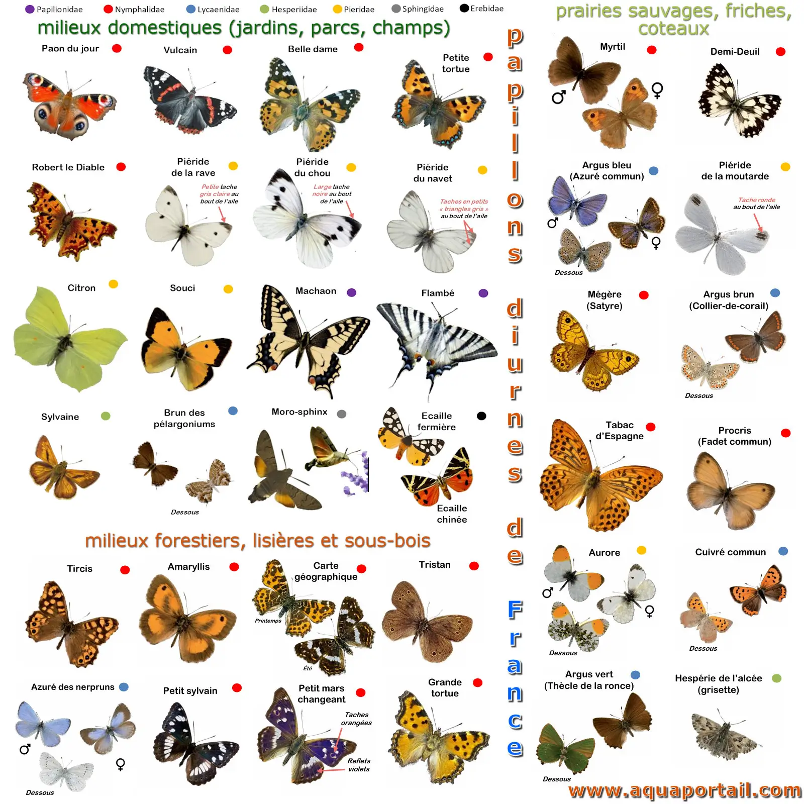 Papillons de France