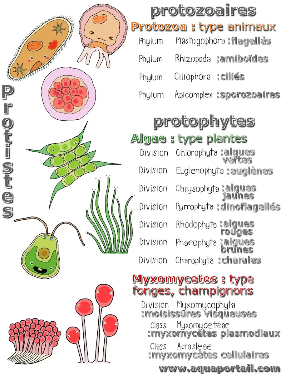 Photo de protophyte et ses synonymes. Protophyta (protophytes) chez les protistes