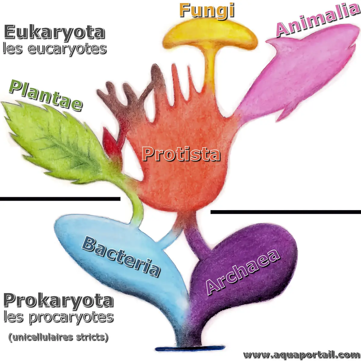 Règnes Protista, Plantae, Fungi, Animalia, Bacteria, Archaea