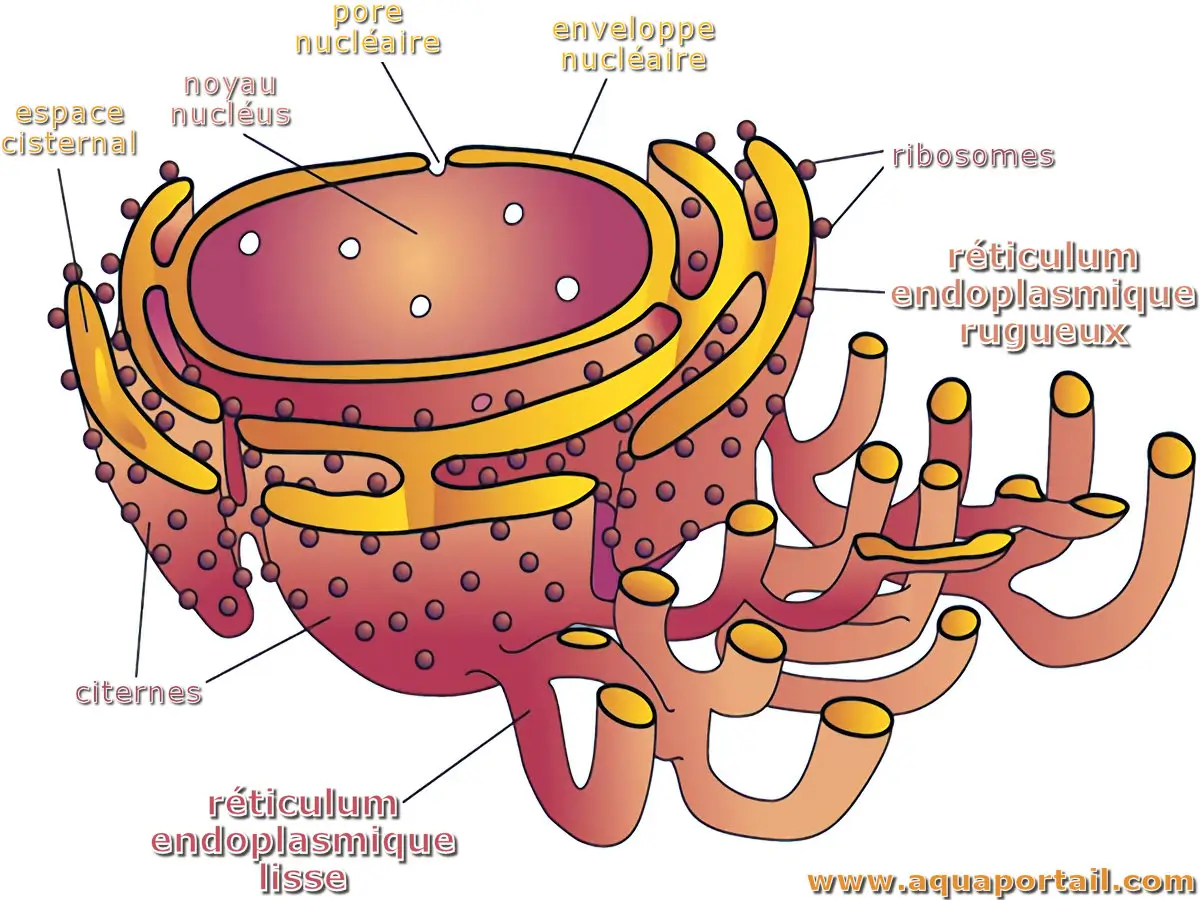 Réticulum endoplasmique rugueux, RE lisse et espace cisternal