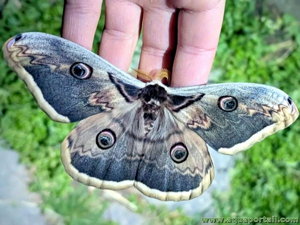Papillon de nuit, le Grand paon de nuit (Saturnia pyri)