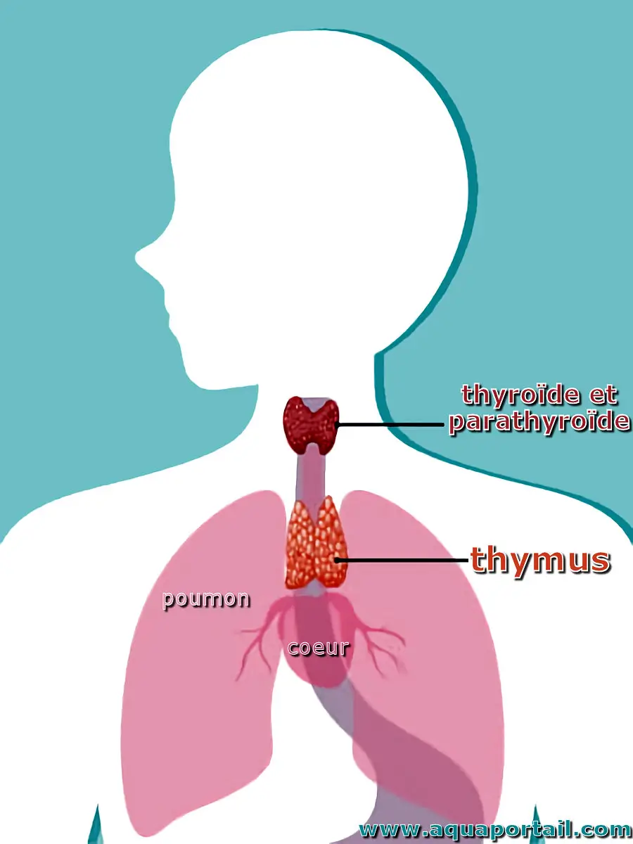 Photo de thymus et ses synonymes. Thymus (avec thyroïde et parathyroïde)
