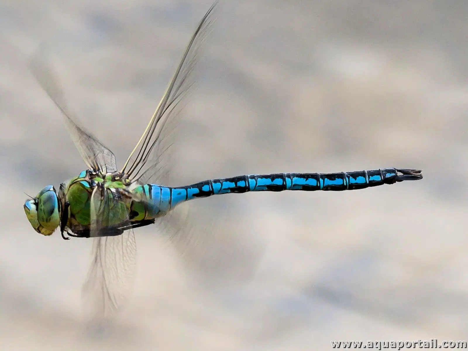 Libellule Anax imperator en vol