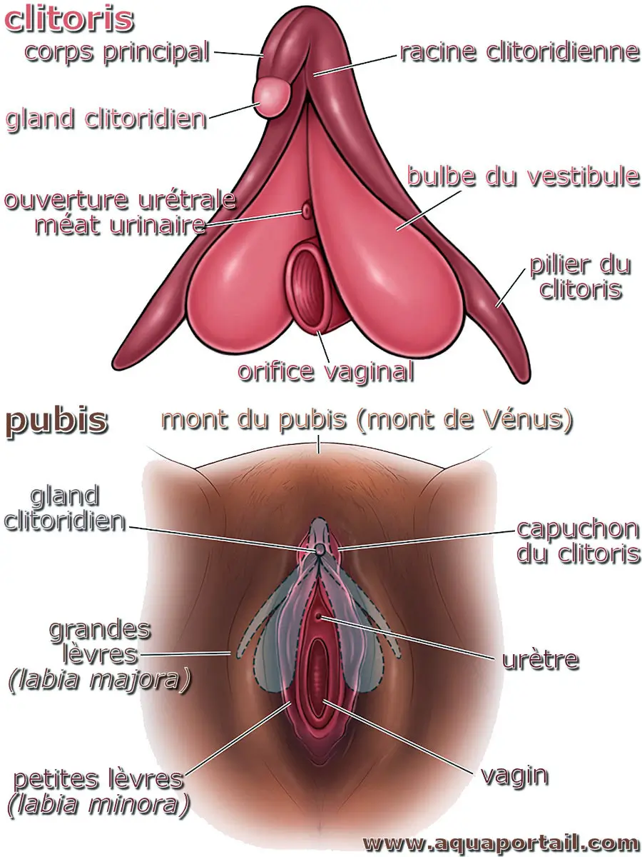 Photo de clitoris et ses synonymes. Clitoris (et pubis)