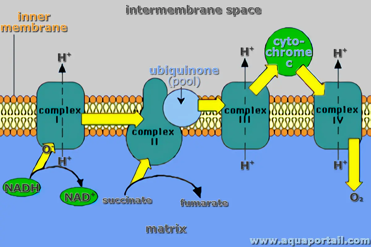 Cytochrome réductase