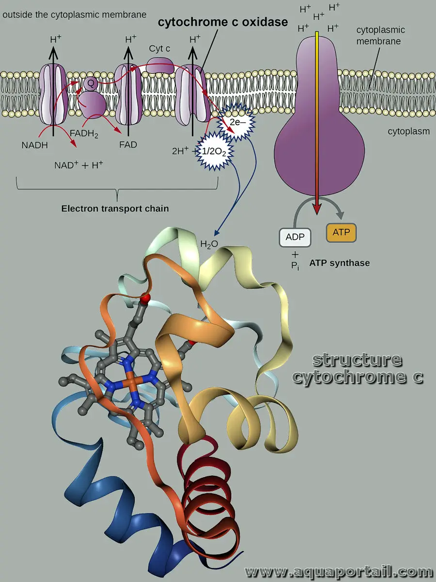 Cytochrome c