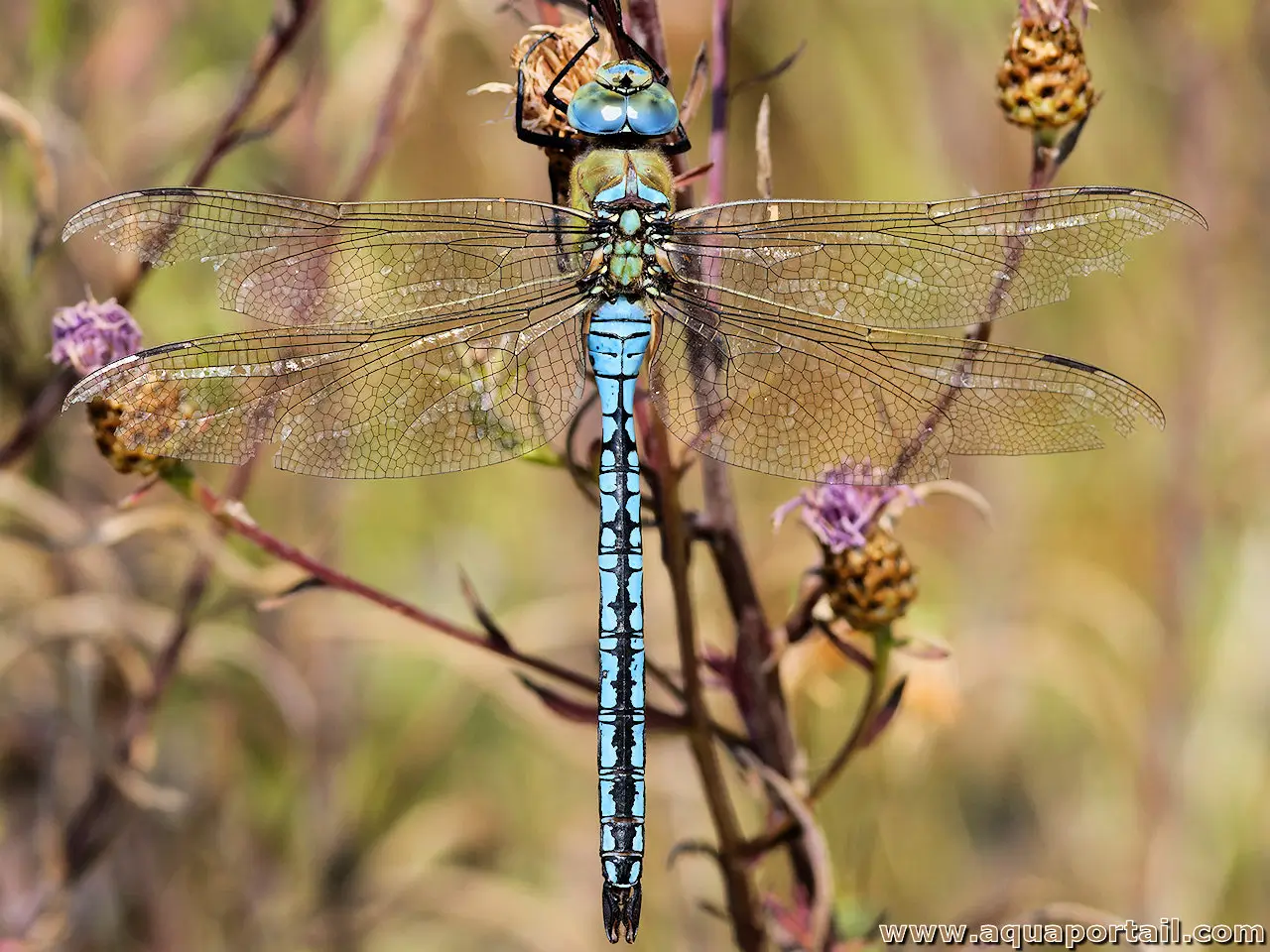 Libellule (Anax)
