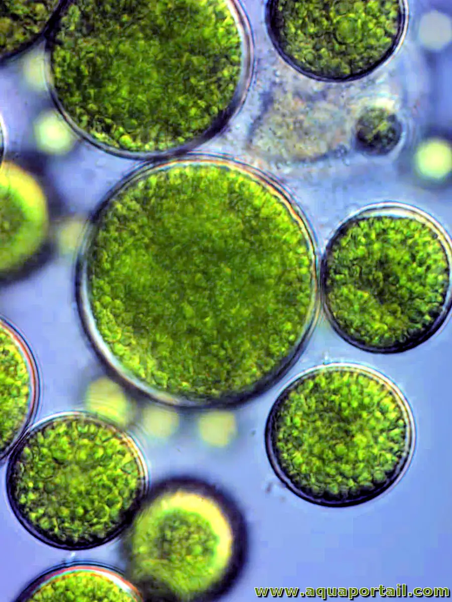 Photo de microalgue et ses synonymes. Microalgues (Chlorella)