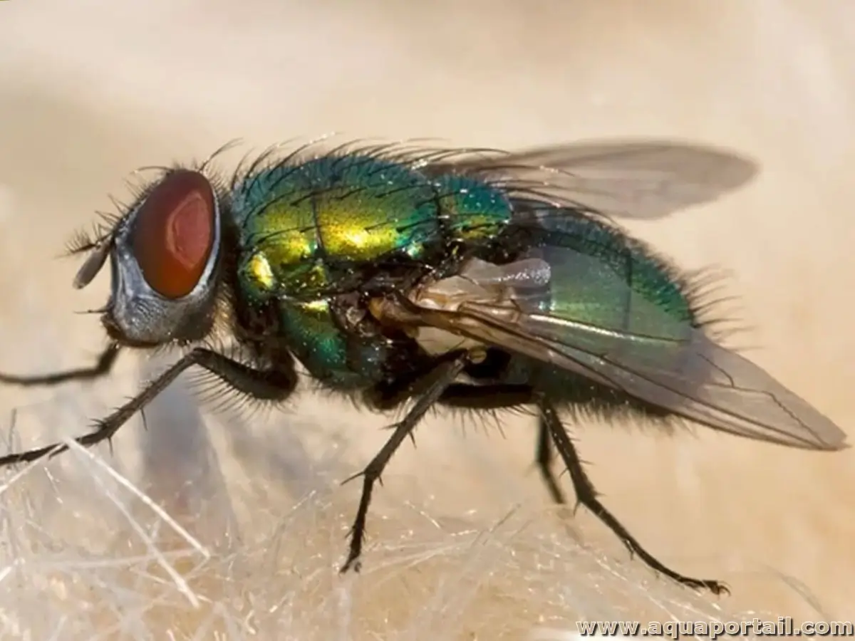 Néoptères