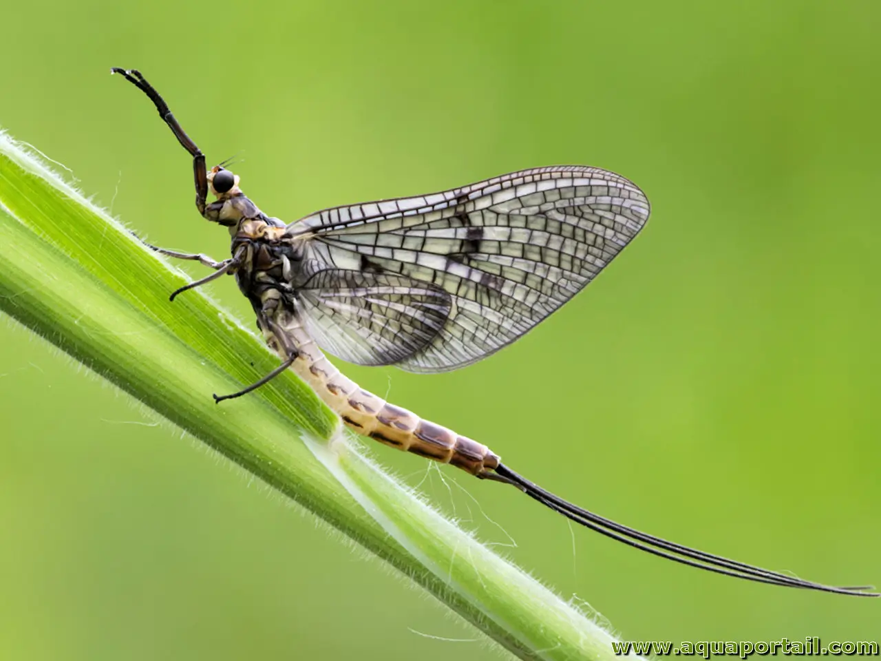 Paléoptère (Ephemera danica, la mouche de Mai)