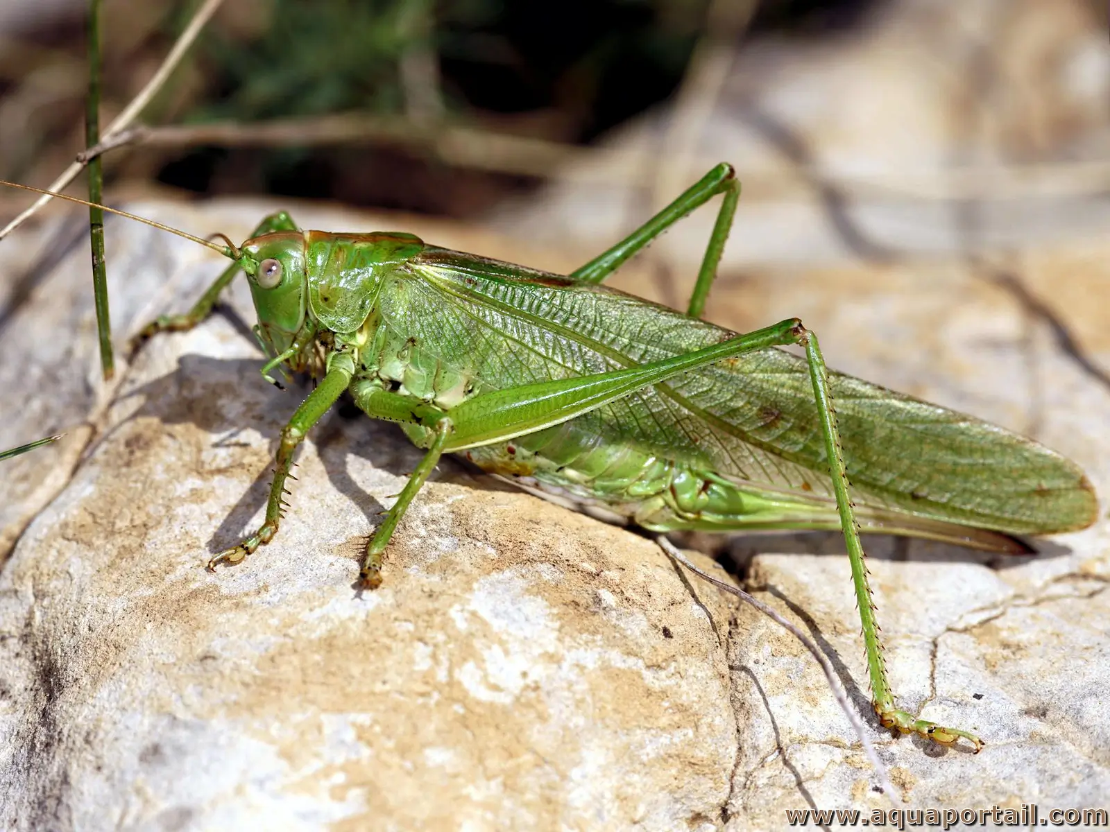 Polynéoptères