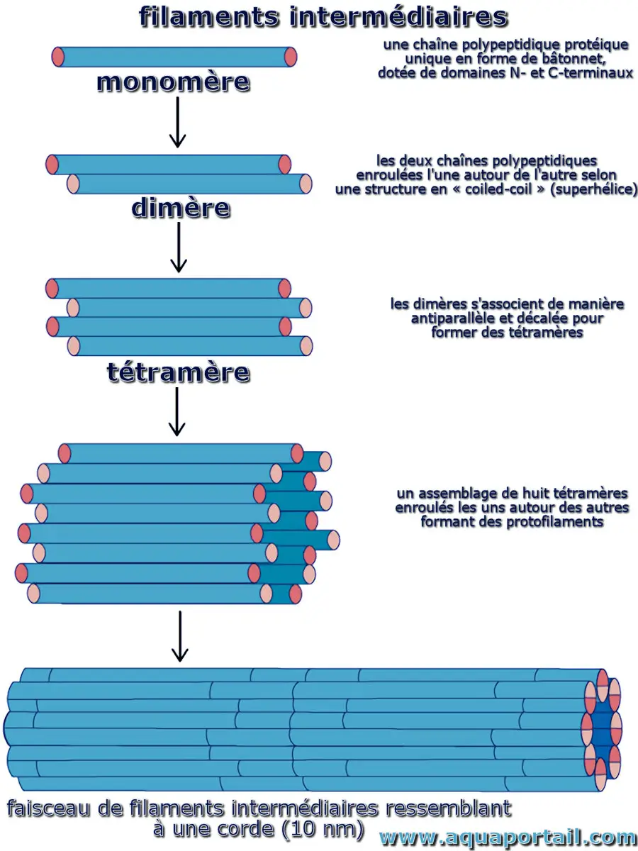 filament intermédiaire