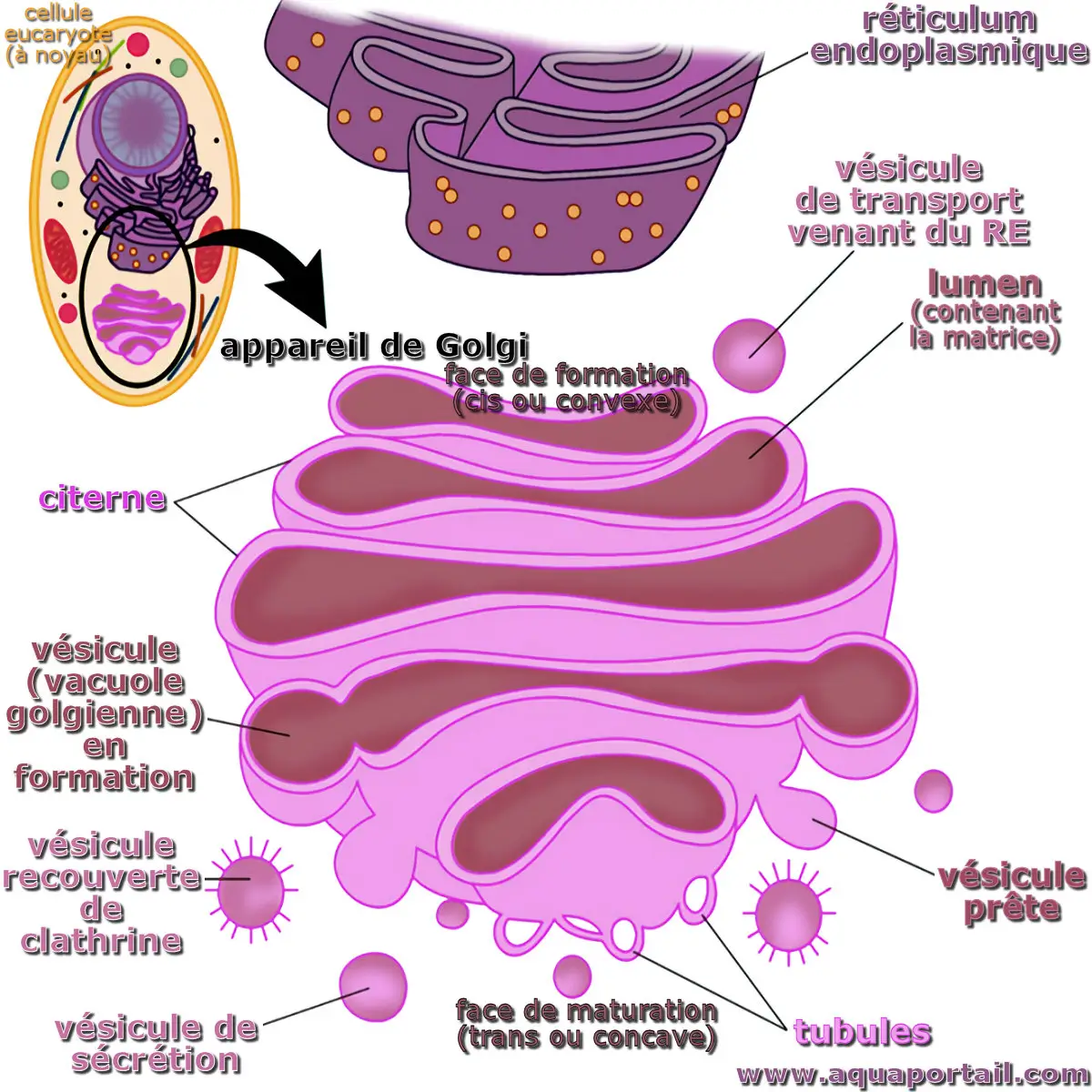 appareil de Golgi