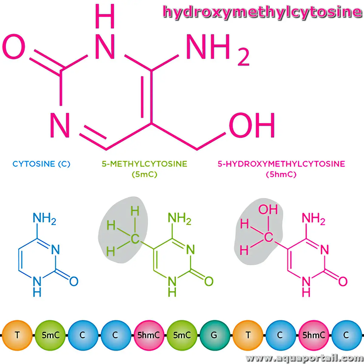 5-hydroxyméthylcytosine