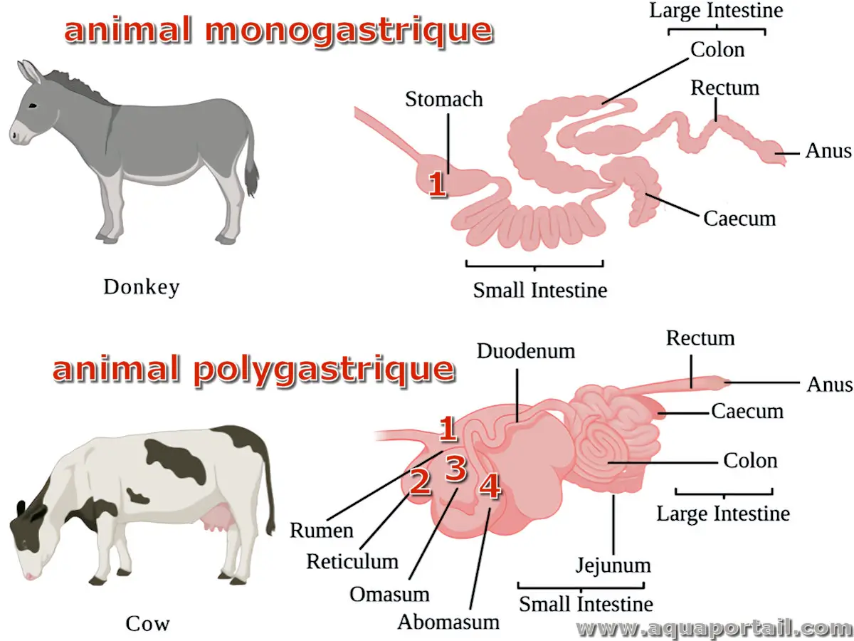 Monogastrique