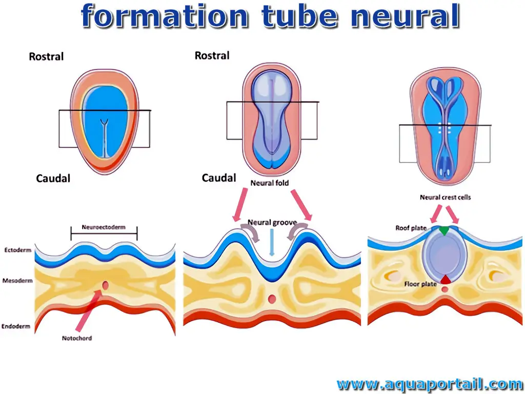 tube neural