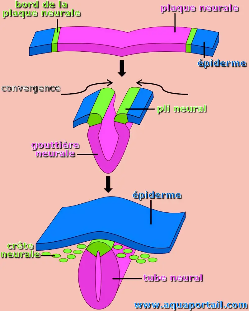 gouttière neurale