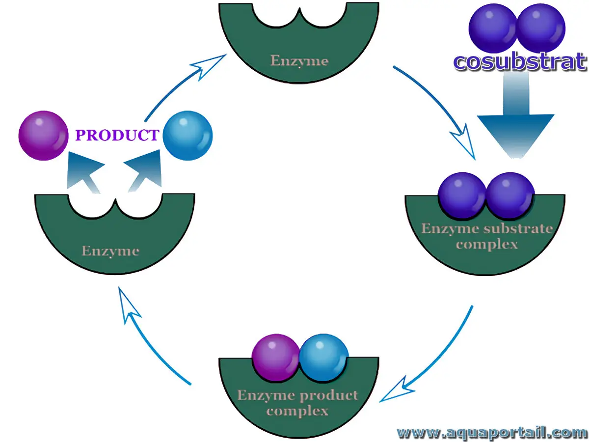 Cosubstrat