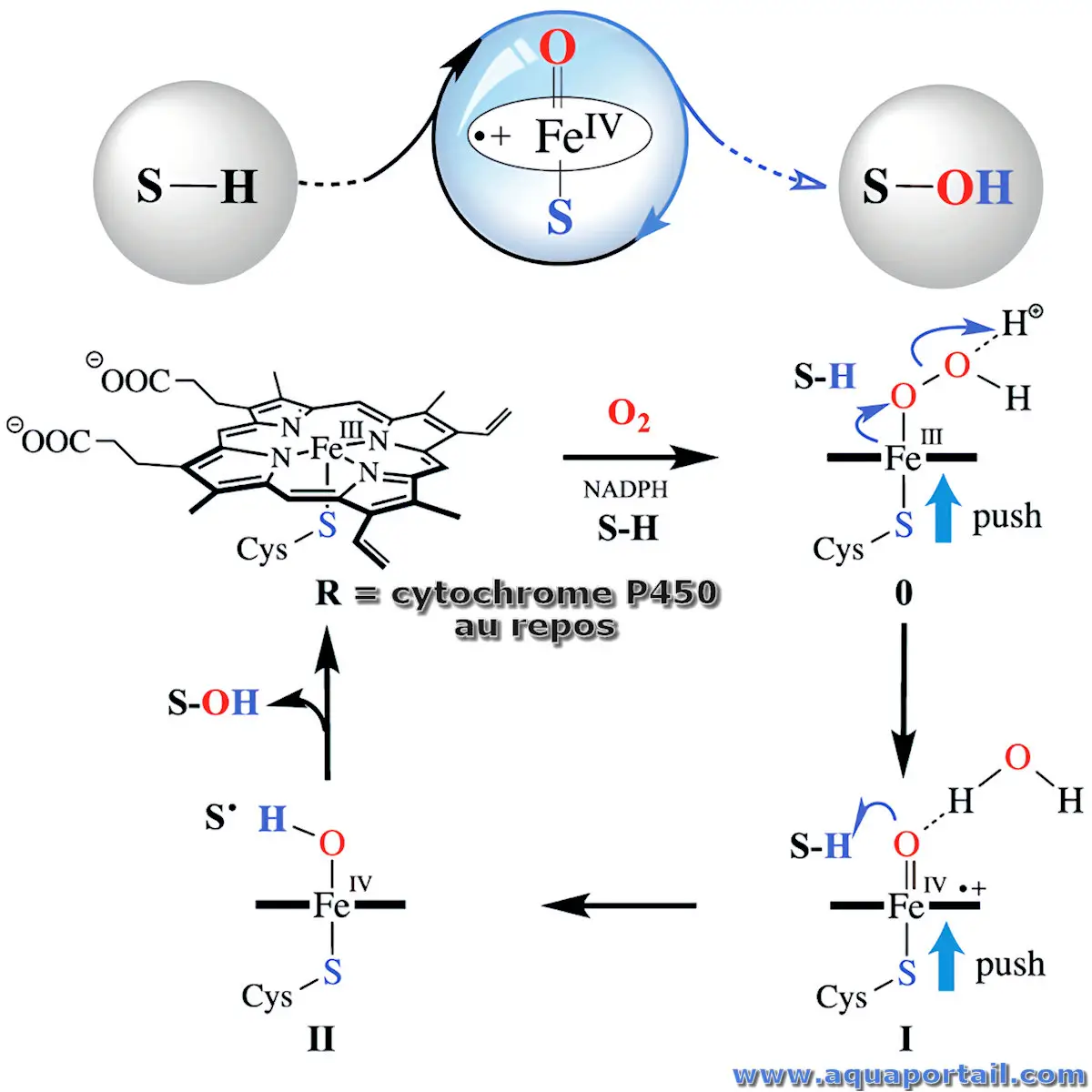 Cytochrome P450