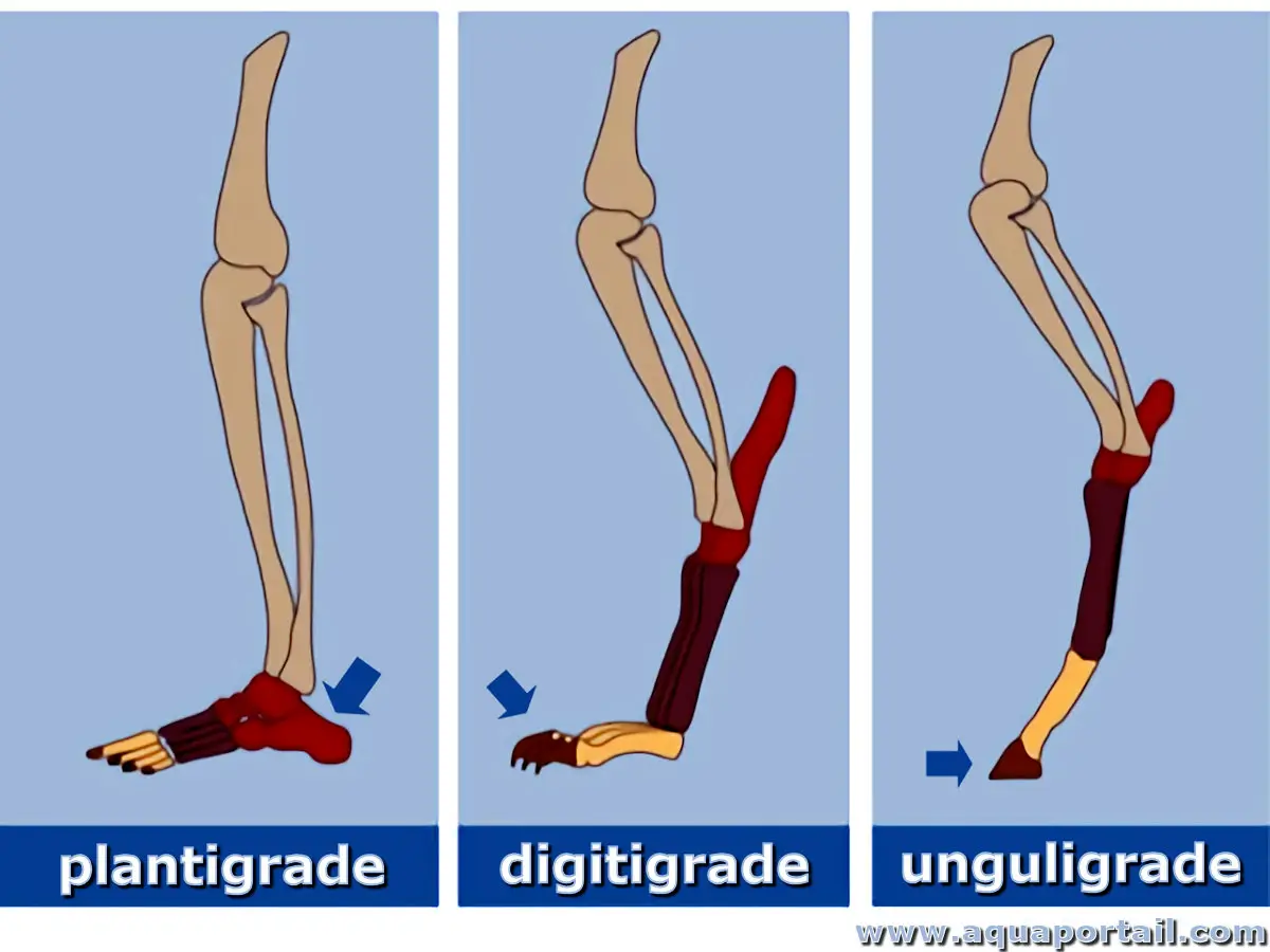 Plantigrade, digitigrade et onguligrade