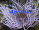 avatar Apisto01