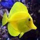 avatar flavescens