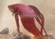 avatar Marine_37