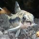 avatar Aquariopholie