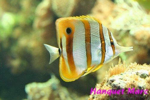 Chelmon rostratus