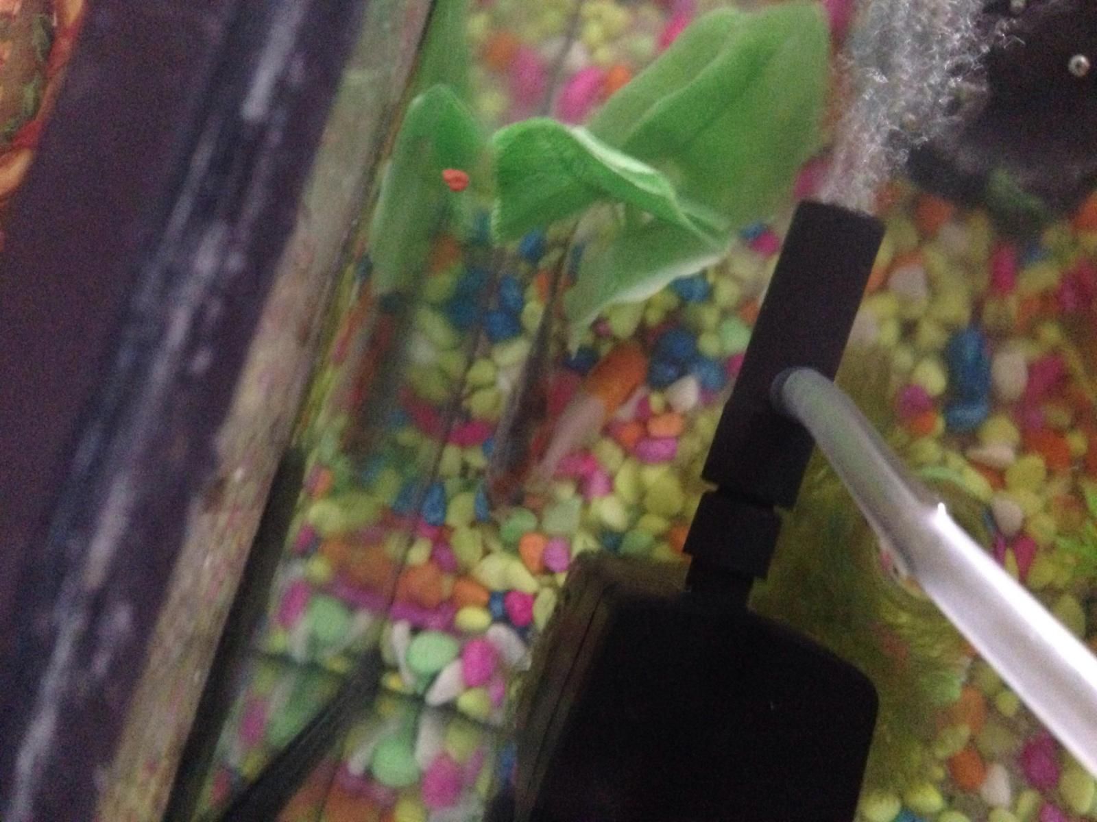 12141_584d5d8734327.jpg 1600X1200 px