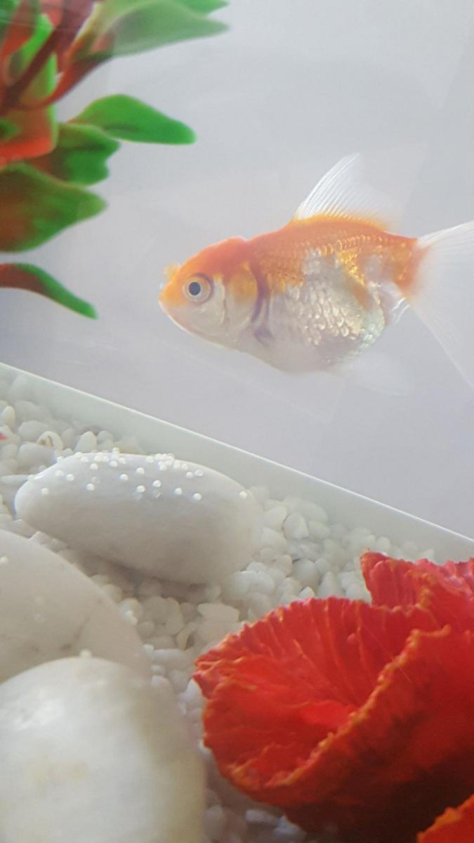 Est-ce que ce sont des oeufs de mes poissons rouges?