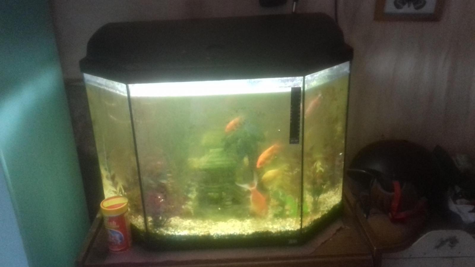 Combien De Poisson Dans Un Aquarium 60l