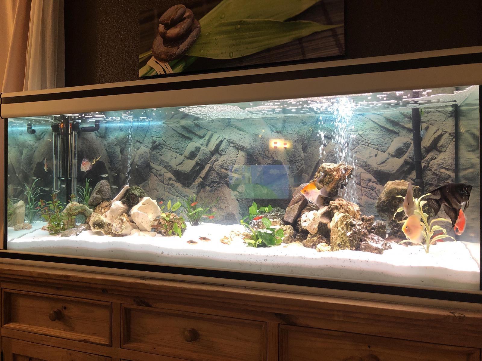 Discus & Scalaire ensemble ? forum Poissons